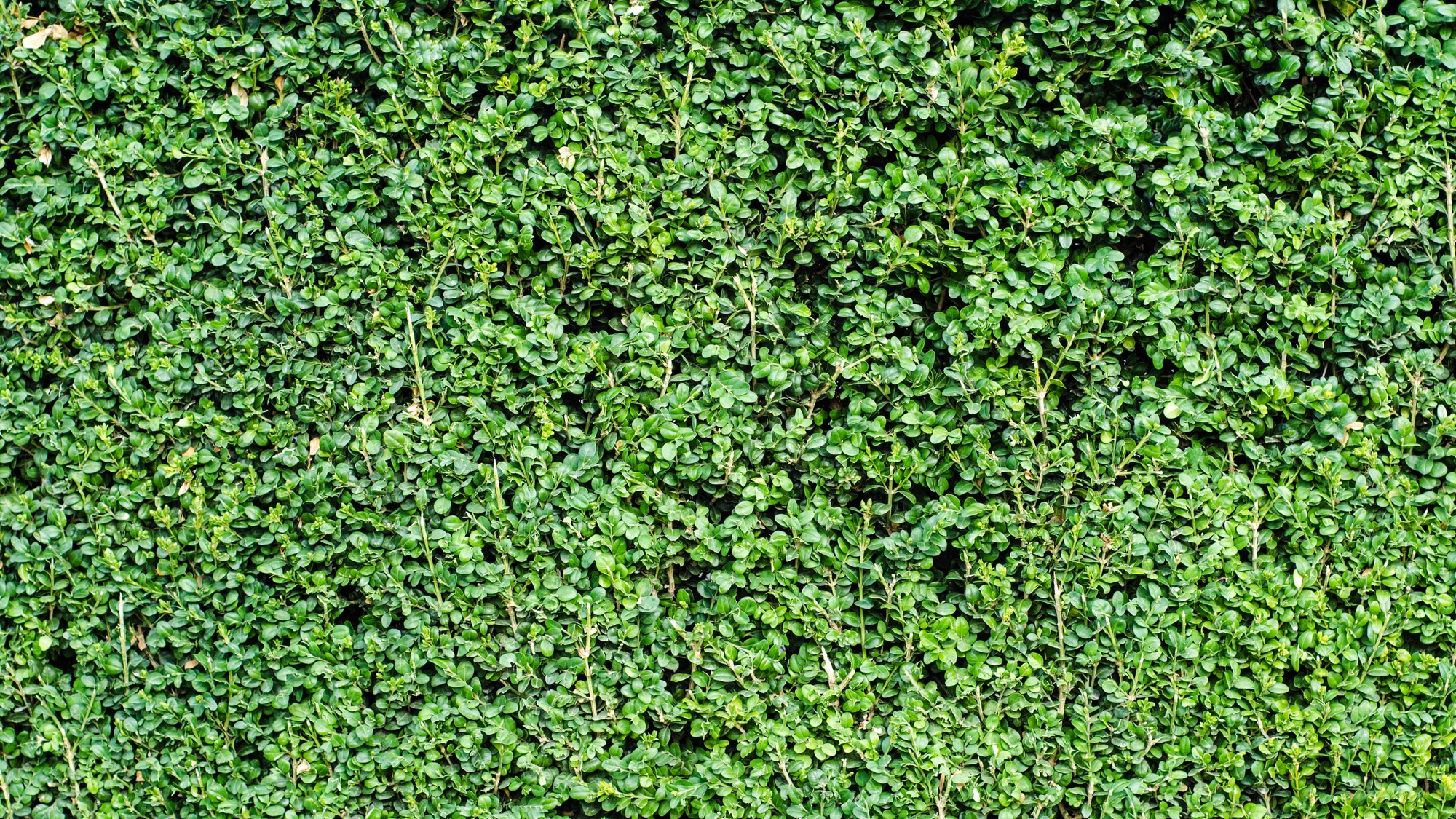 Die Buchsbaumhecke » Pflanzen, pflegen, kaufen, Infos auf Gartenzeile.de
