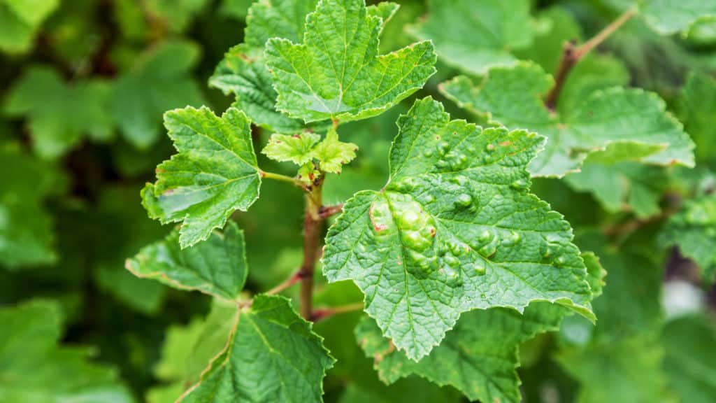 Johannisbeeren Krankheiten