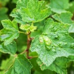 Johannisbeeren Krankheiten