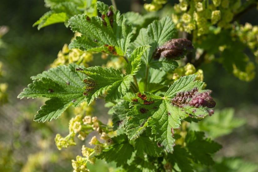 Johannisbeeren-Krankheiten-Gallblattlaeuse