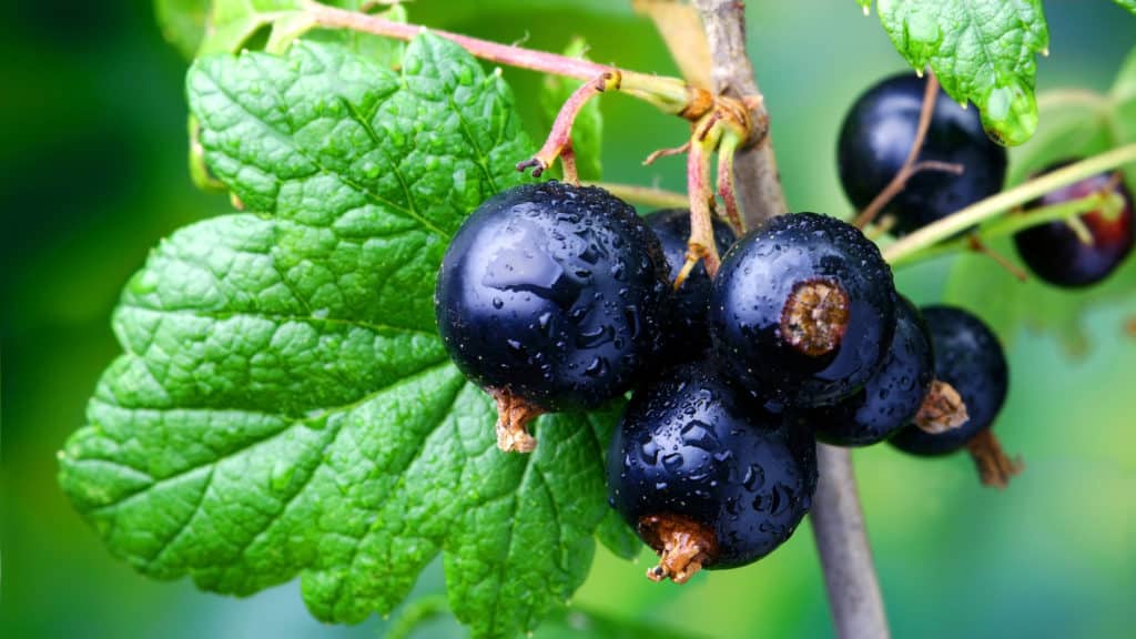 Johannisbeeren düngen