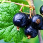 Johannisbeeren düngen