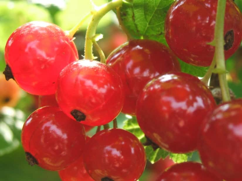 Johannisbeeren-schneiden-rote-Johannisbeeren