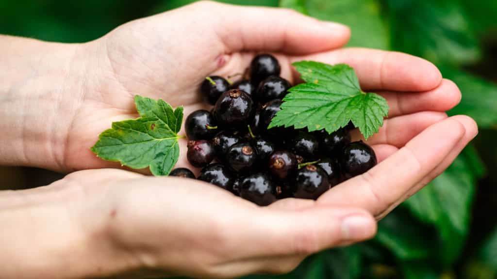 Johannisbeeren vermehren