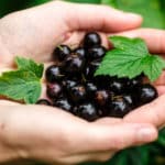 Johannisbeeren vermehren