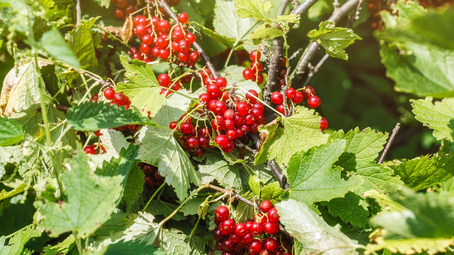 Der Johannisbeerstrauch – Informationen und nützliche Tipps und Tricks!
