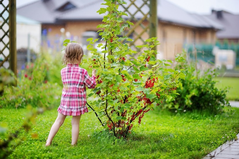 Johannisbeerstrauch im Garten