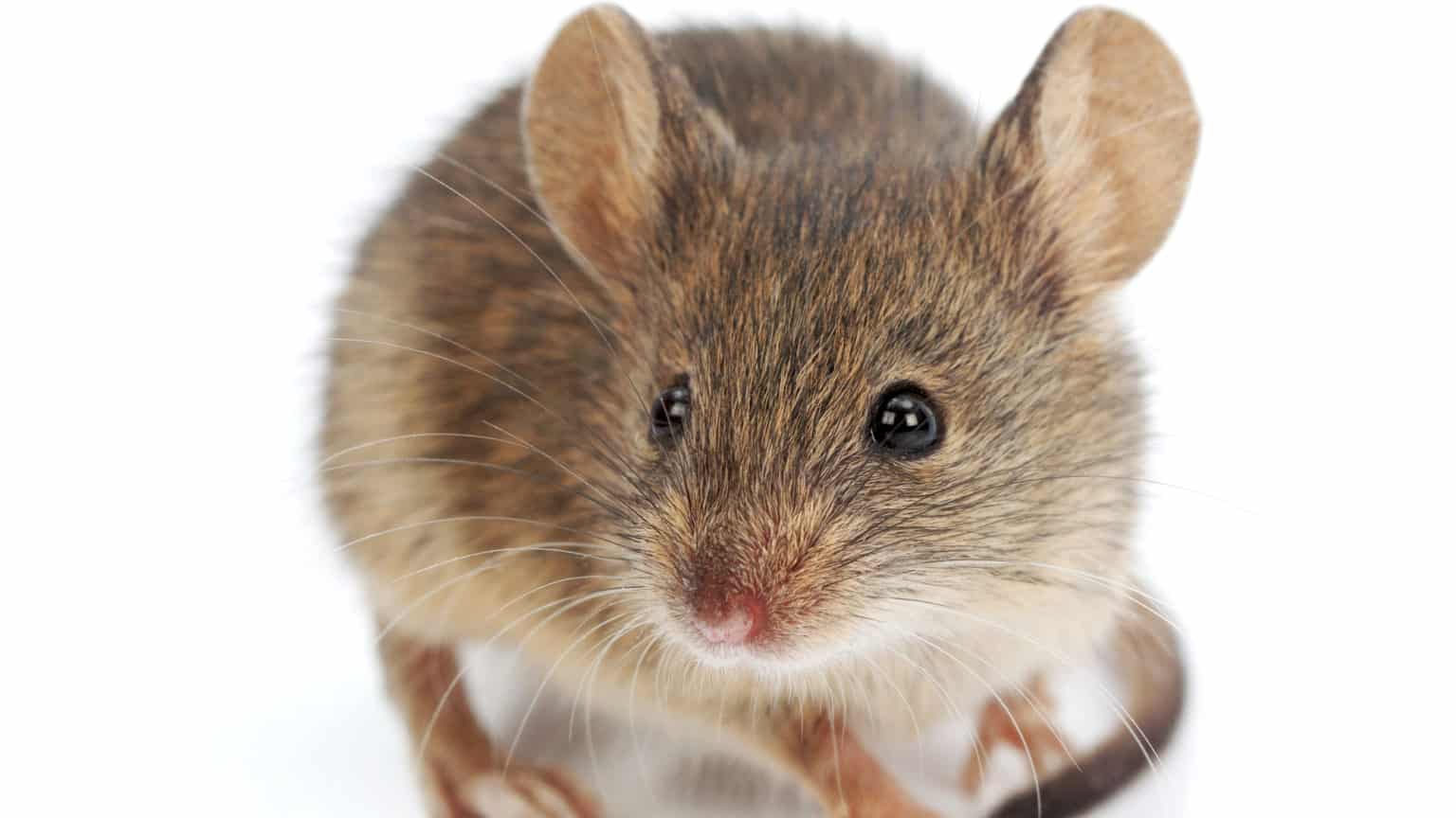 32+ Maüse Im Vorgarten, Einige mäuse im garten können