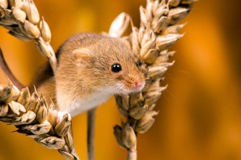 Mäusearten » Mäusearten in Deutschland » Infos hier!