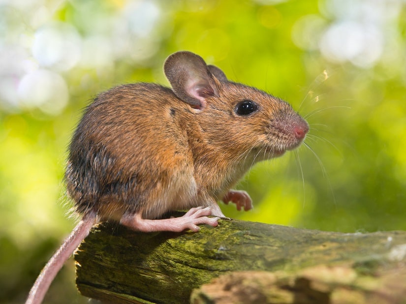 Mäusearten Waldmaus