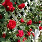 Rankhilfe Rosen