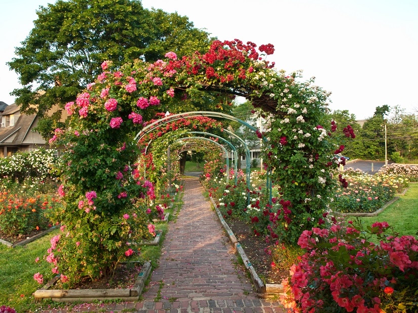 Rosenbögen als Rankhilfe für Rosen