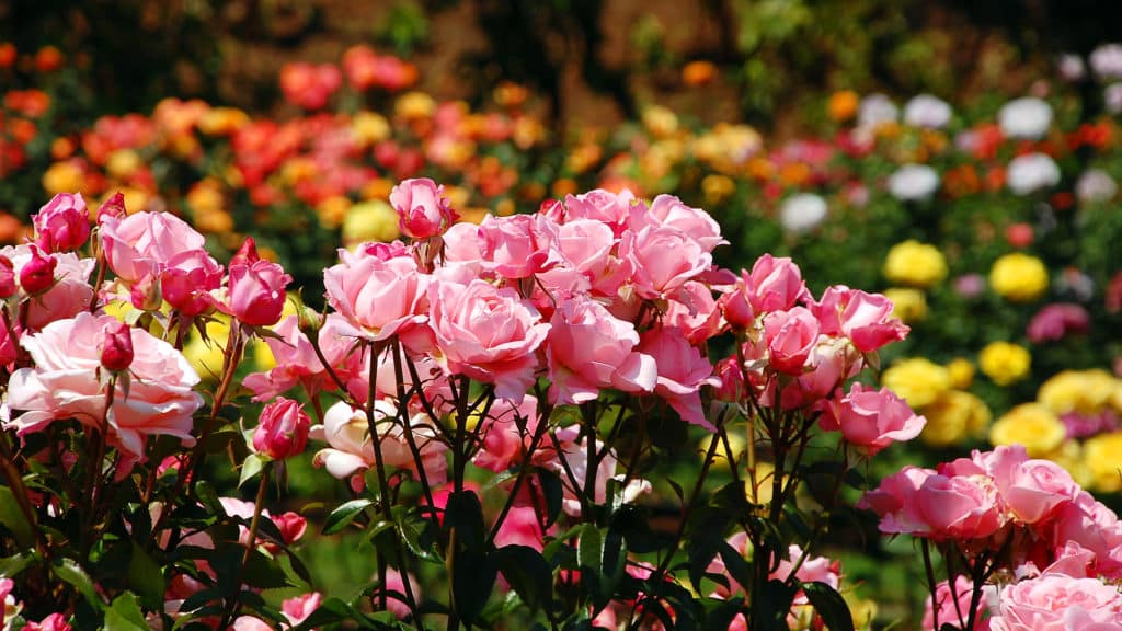 Rosenbeet anlegen