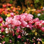 Rosenbeet anlegen