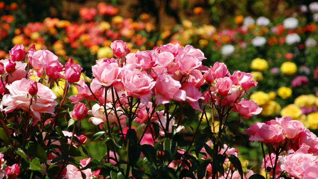 Rosenpflege