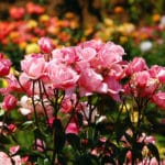 Rosenpflege