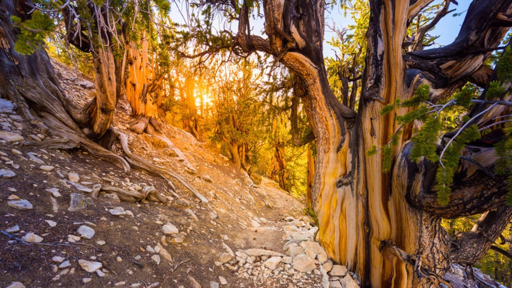 ältester Baum der Welt