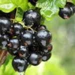 schwarze Johannisbeere