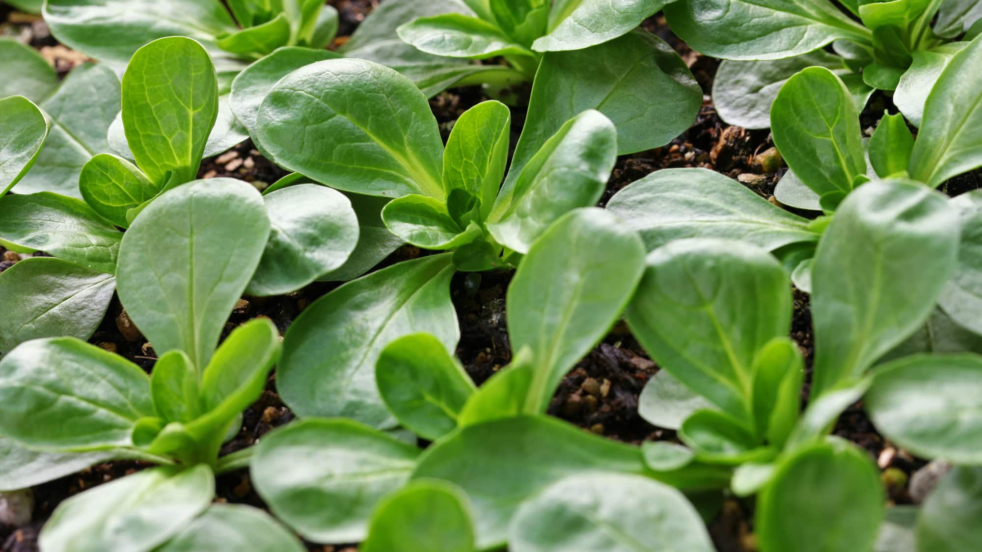 Feldsalat