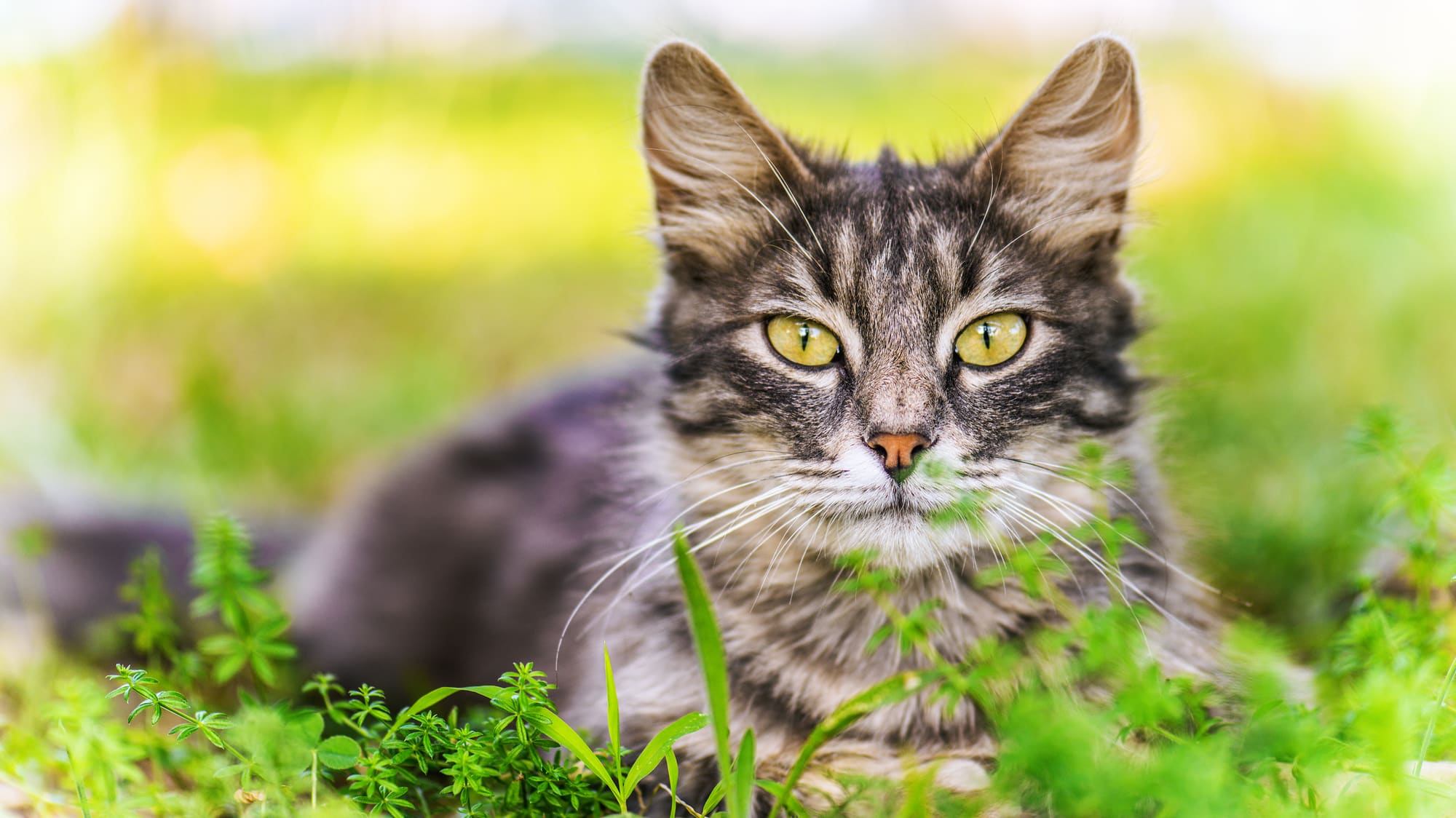 Ultraschall Katzenschreck - vertreibt die Katze wirkungsvoll und  tierfreundlich