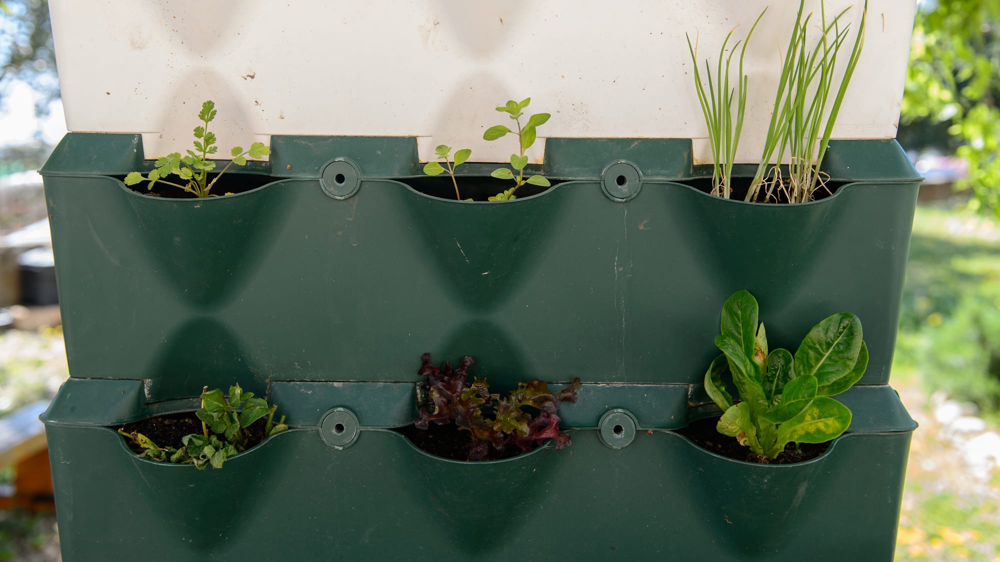 Kitchen Herb Wall Kruterwand Krutergarten Drinnen Innengarten