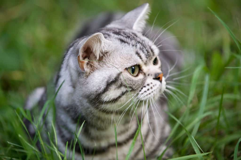 Pflanzen gegen Katzen