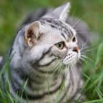 Pflanzen gegen Katzen