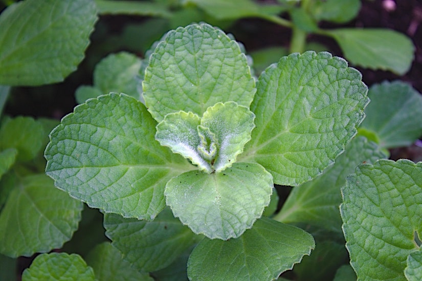 Plectranthus caninus, alias Verpiss-dich-Pflanze