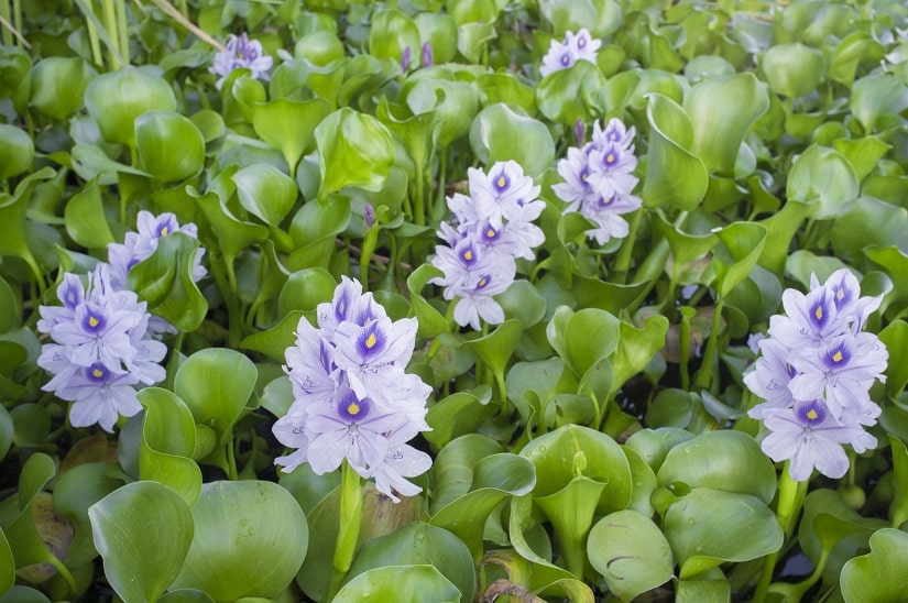 Wasserhyazinthe