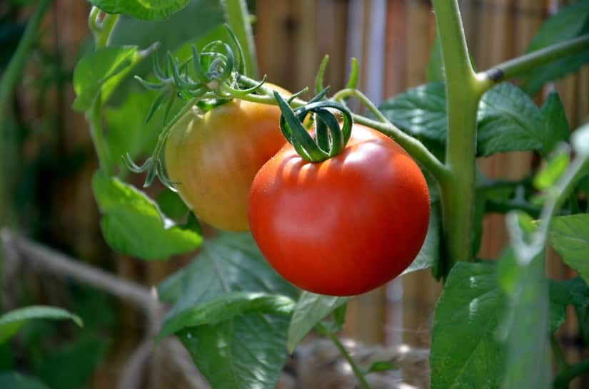 Tomaten aus dem eigenen Balkon