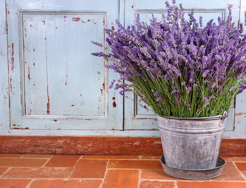 Mit Lavendel Wespen Vertreiben