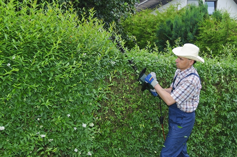 Ligusterhecke als Alternative zum Buchsbaum