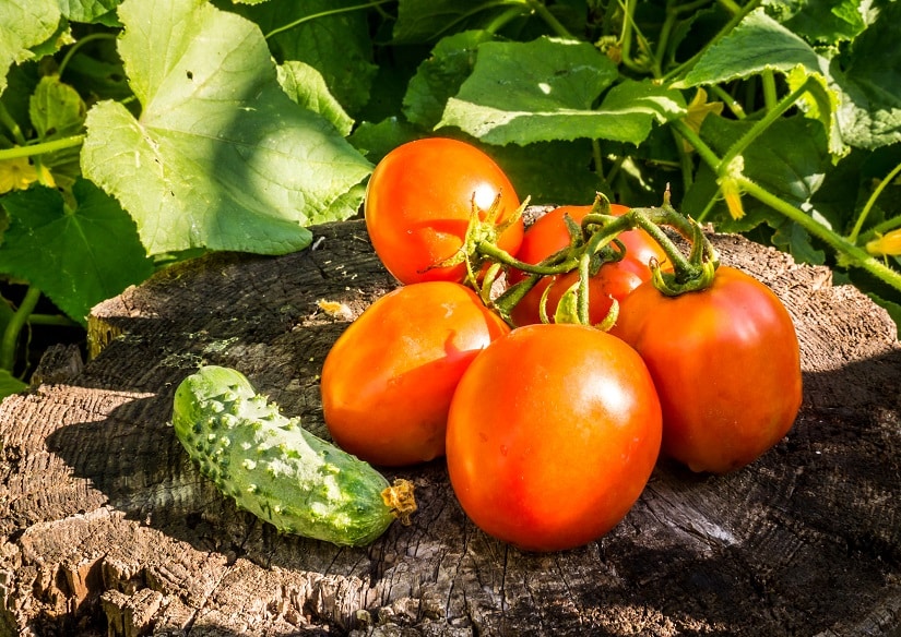 Gurken und Tomaten im Gewächshaus? Lieber nicht...