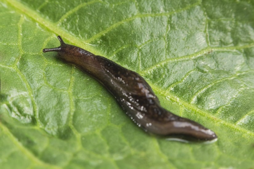 Die Garten-Wegschnecke, auch als Gartenschnecke oder Echte Gartenwegschnecke bekannt.