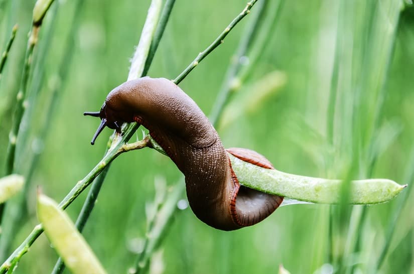 Genetzte Ackerschnecke (auch als Genetzter Ackerschnegel bekannt)