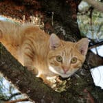 Katzenabwehrgürtel