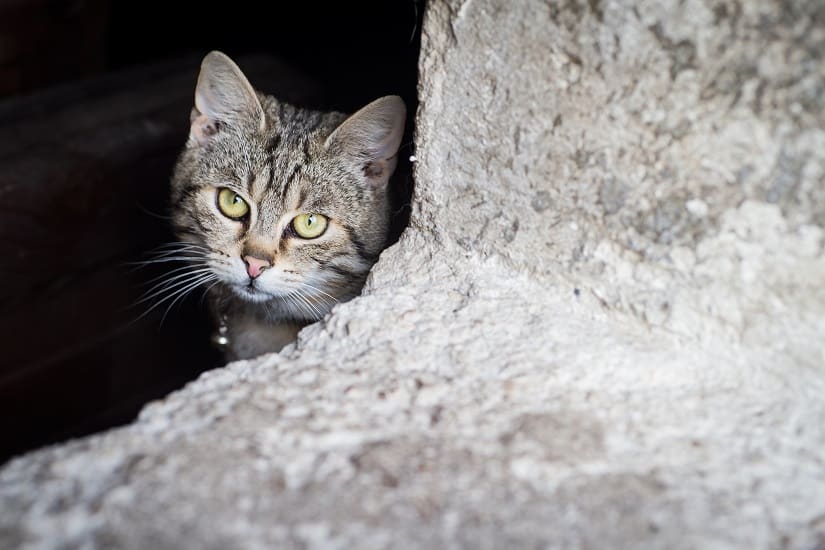 Katzenabwehrgürtel » Mit diesen Produkten halten Sie die Katzen fern!