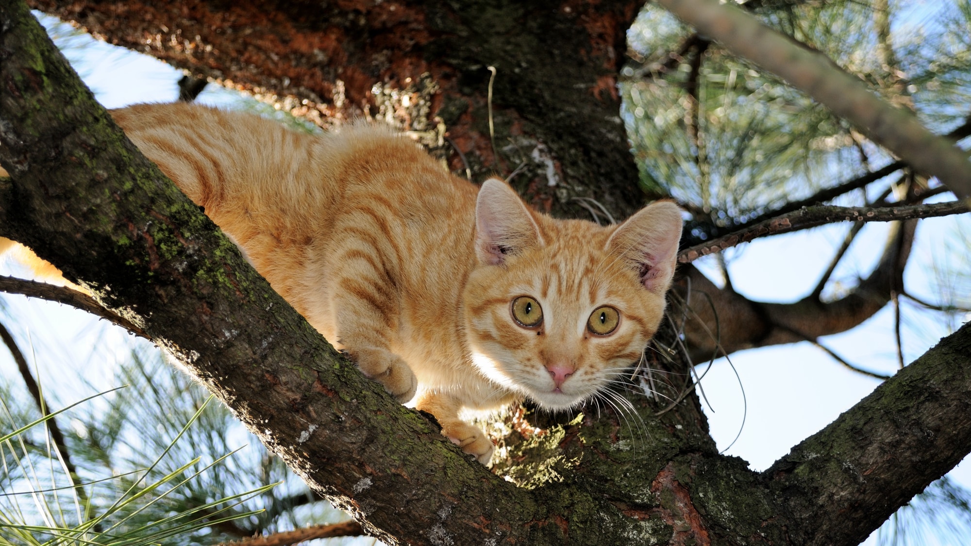 Katzenabwehrgürtel » Mit diesen Produkten halten Sie die Katzen fern!