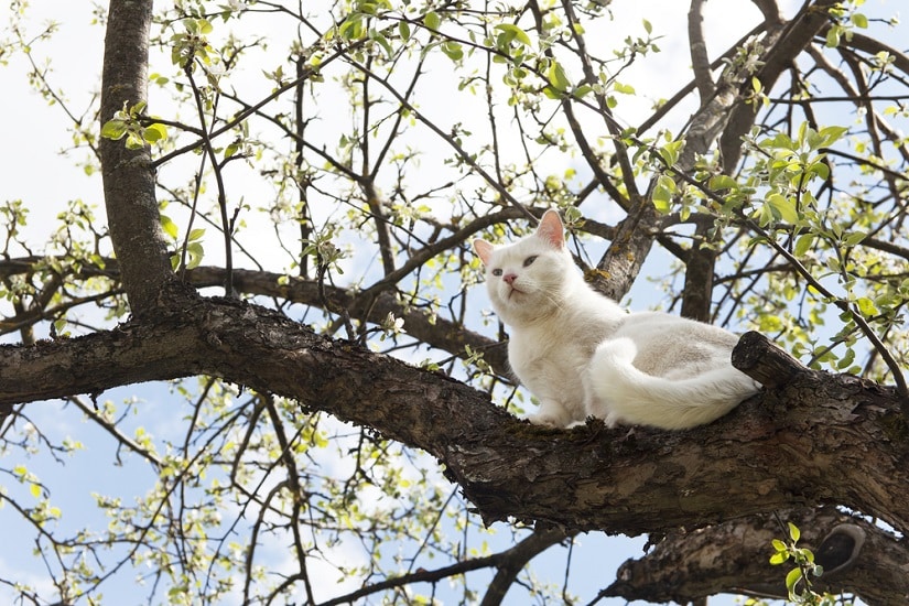 Katzenschreck mit Strom: So hältst du Katzen aus dem Garten fern