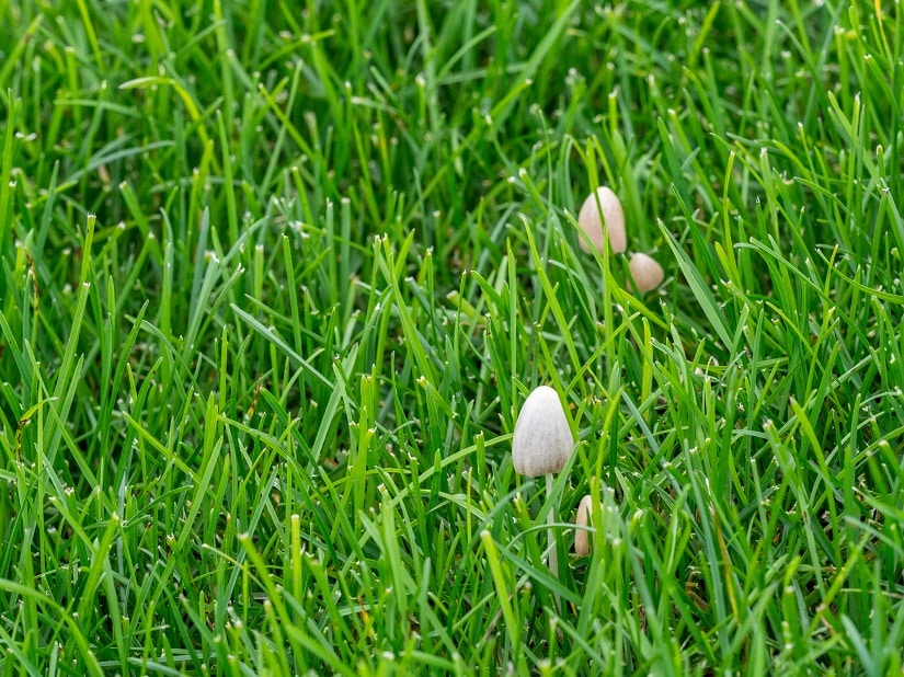 Gerade in Regen-Phasen verbreiten sich die Pilze im Garten