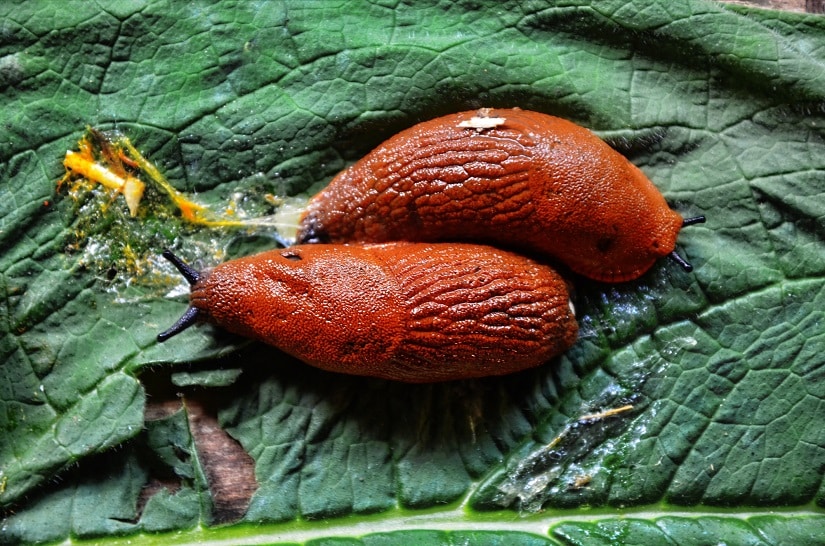 Rote Wegschnecke (auch Große Wegschnecke)