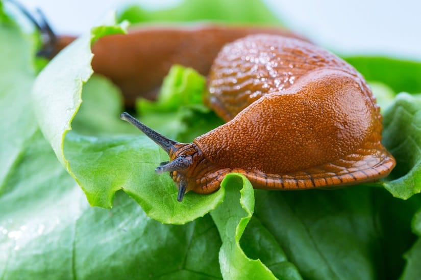 Die Spanische Wegschnecke wird auch Lusitanische Wegschnecke, Kapuzinerschnecke oder Große Wegschnecke genannt.