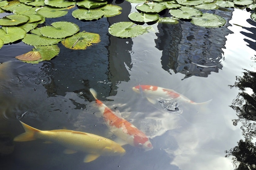 Teichbecken mit Koi-Fischen