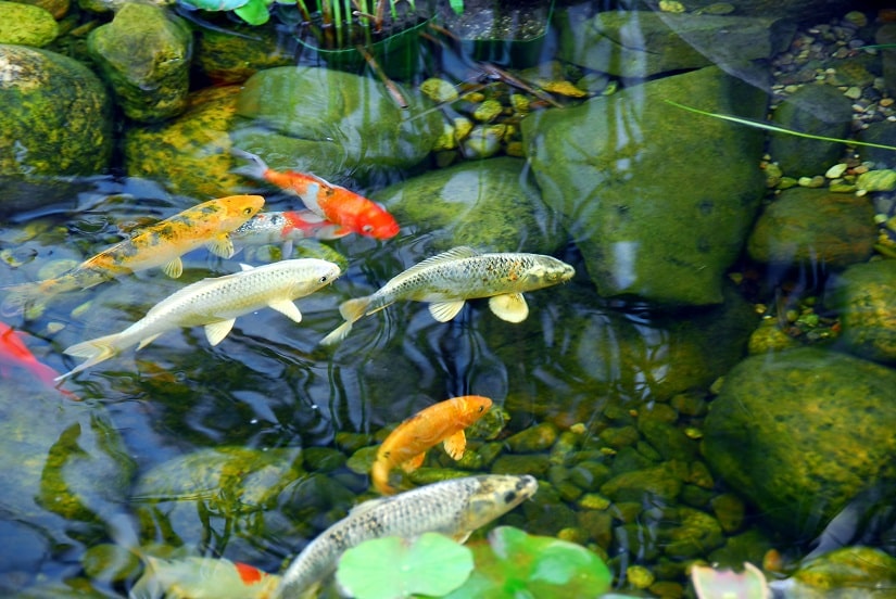 Mit einem Teichgitter kann man die Fische im Teich schützen