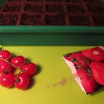 Tomaten säen