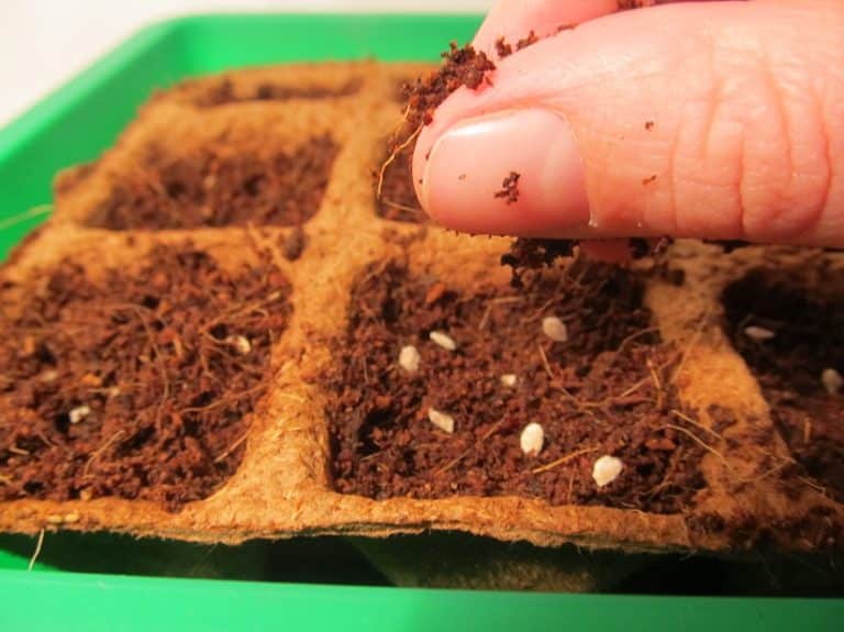 Tomaten säen » Schritt für Schritt erklärt, mit Bildern!