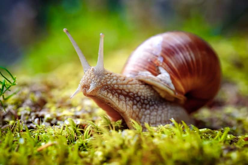  Die Weinbergschnecke 