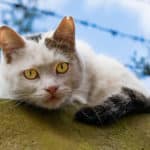 Katzen vertreiben