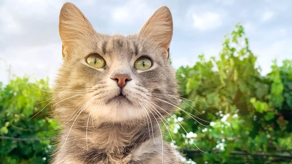 Katzen kann man auch mit einigen Pflanzen vertreiben