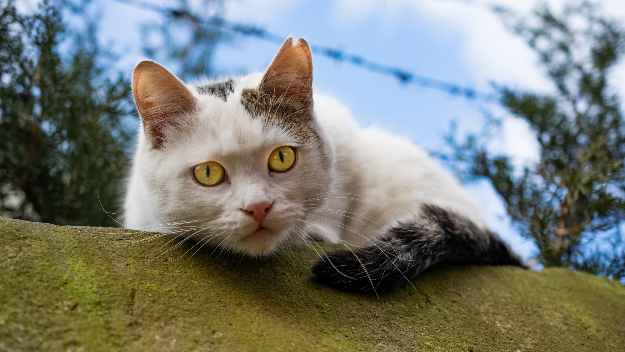 Katzen vertreiben » Effektive Tipps und Tricks hier! »